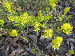 Calytrix flavescens