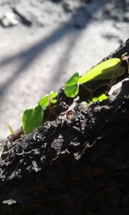 Dioscorea burchellii