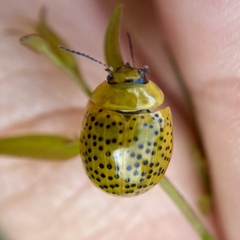 Paropsisterna inspersa