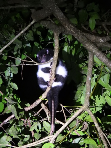Herbert River Ring-tailed Possum