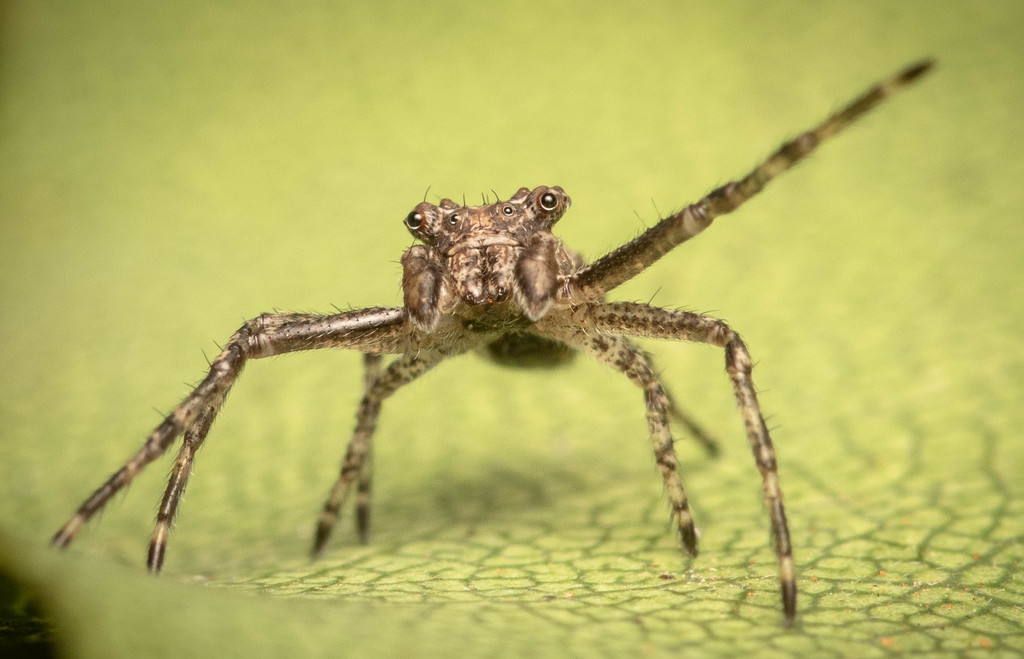 Pherecydes tuberculatus