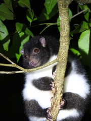 Pseudochirulus herbertensis