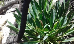 Euphorbia silenifolia