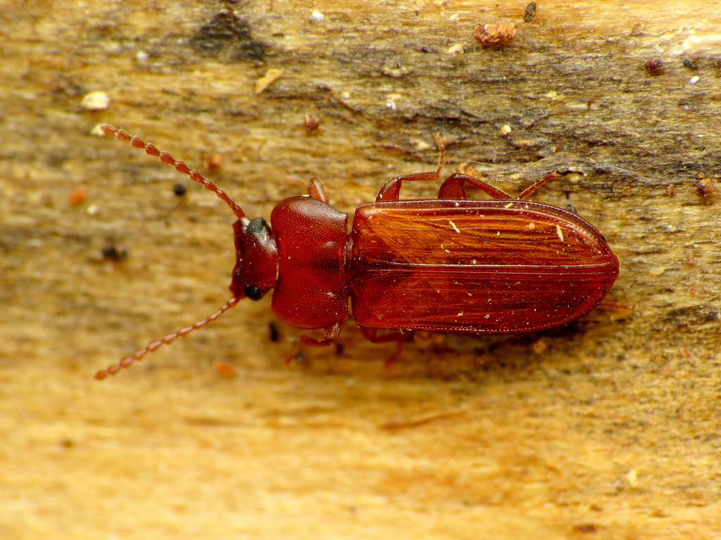 Orange Lacquer Beetle (Darkling Beetles (Tenebrionidae) of Virginia