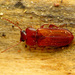 Orange Lacquer Beetle - Photo (c) Katja Schulz, some rights reserved (CC BY)