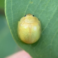 Paropsisterna pictipes