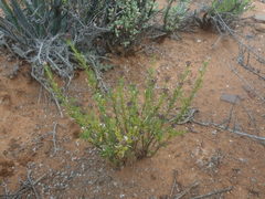 Felicia hirsuta