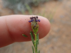 Felicia hirsuta