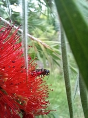 Amphylaeus morosus