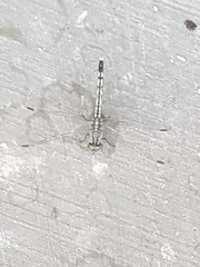 Diplacodes trivialis