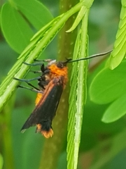 Lepidoptera