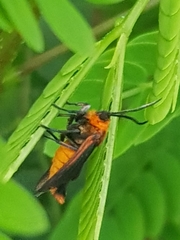 Lepidoptera
