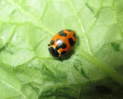 Hippodamia septemmaculata