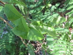 Passiflora coriacea