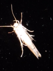 Stathmopoda skelloni