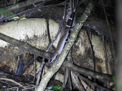 Carphodactylus laevis