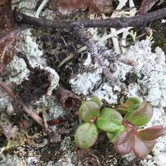 Protoparmelia badia