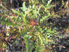Banksia armata