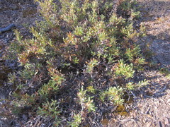 Banksia armata