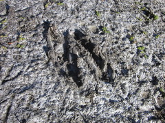 Macropus fuliginosus