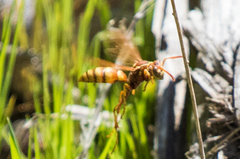 Polistes dorsalis californicus