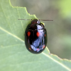 Paropsisterna octosignata