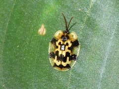 Aslamidium ecuadoricum