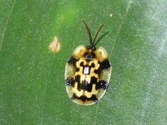 Aslamidium ecuadoricum