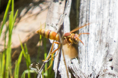 Polistes dorsalis californicus