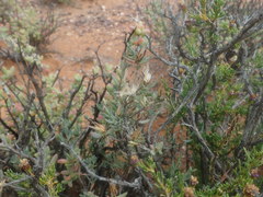 Pteronia oblanceolata