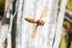 Polistes dorsalis californicus