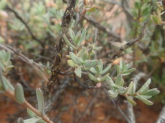Pteronia oblanceolata