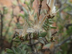 Pteronia oblanceolata