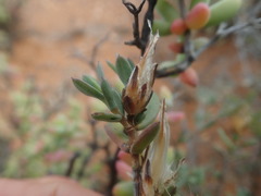 Pteronia oblanceolata