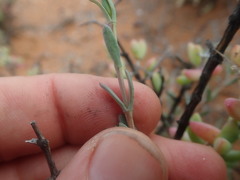 Pteronia oblanceolata