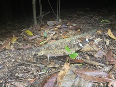 Carphodactylus laevis