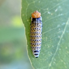 Paropsisterna pictipes