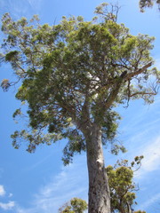 Eucalyptus wandoo