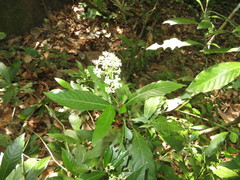 Psychotria cupularis