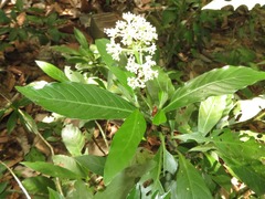 Psychotria cupularis