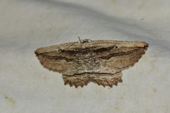 Menophra nycthemeraria