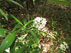 Psychotria cupularis