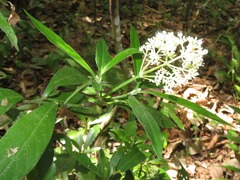 Psychotria cupularis
