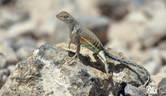 Cophosaurus texanus scitulus