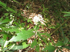 Psychotria cupularis