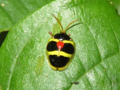 Spilophora peruana