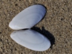Megangulus bodegensis