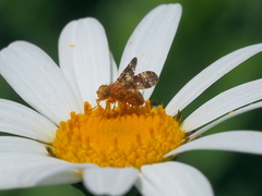 Oxyna flavipennis