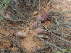 Pectinaria articulata