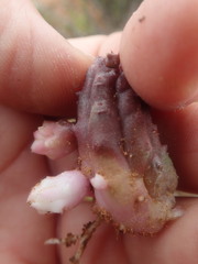 Pectinaria articulata